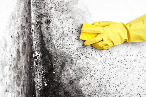 Best Basement Mold Removal  in Tahoe Vista, CA