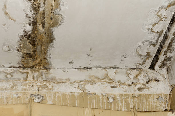 Best Commercial Mold Inspection  in Tahoe Vista, CA